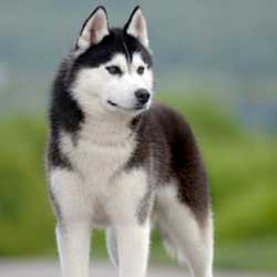 Szibériai husky Szibériai husky