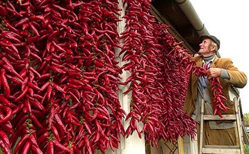 XVI. Paprikás Ételek Főzőversenye Kalocsán - Tűzpiros kalocsai paprika!